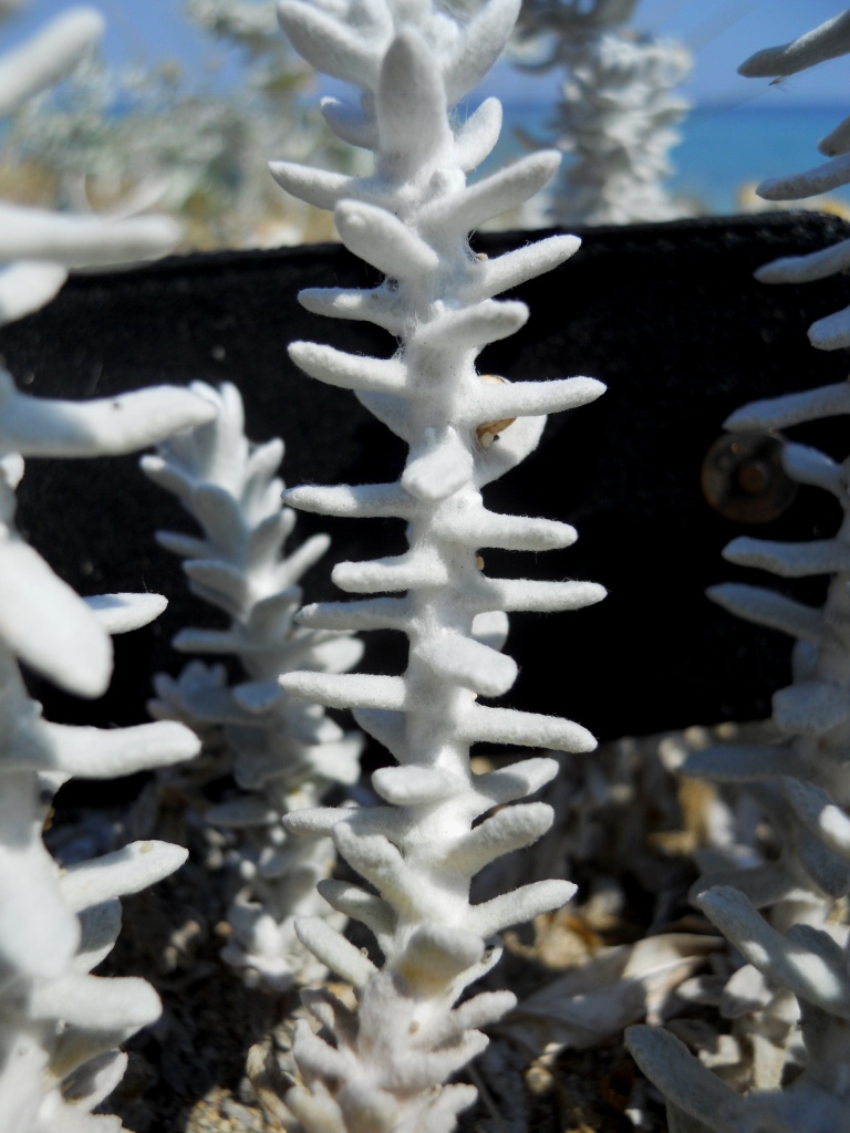 Piantina biancastra: Achillea maritima